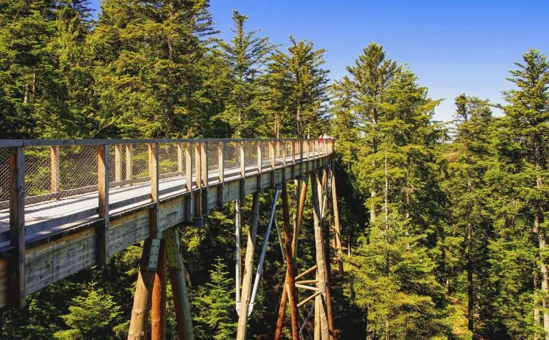 Treetop walk near Bad Wildbad
