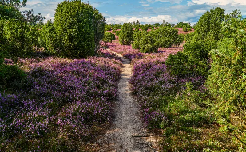 Path Lüneburg Heath