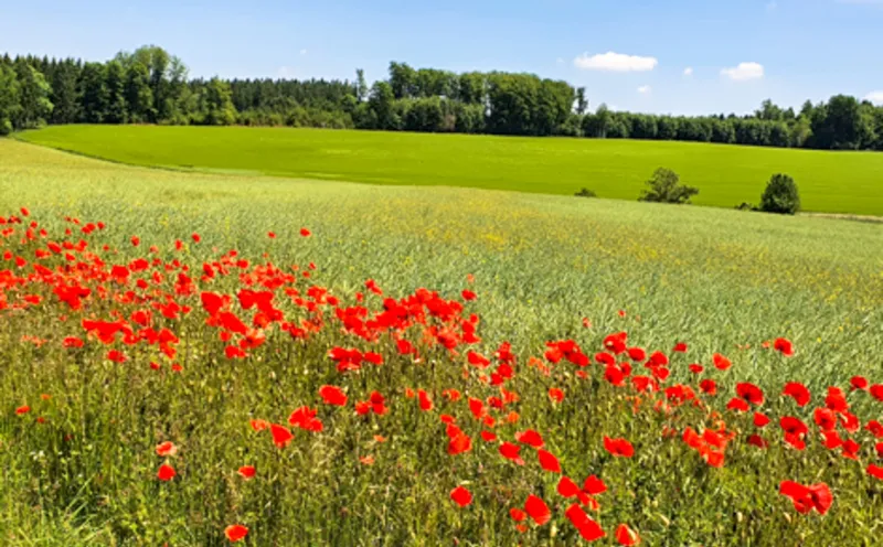 Poppy field