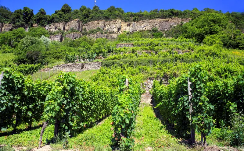 Moselle vineyard