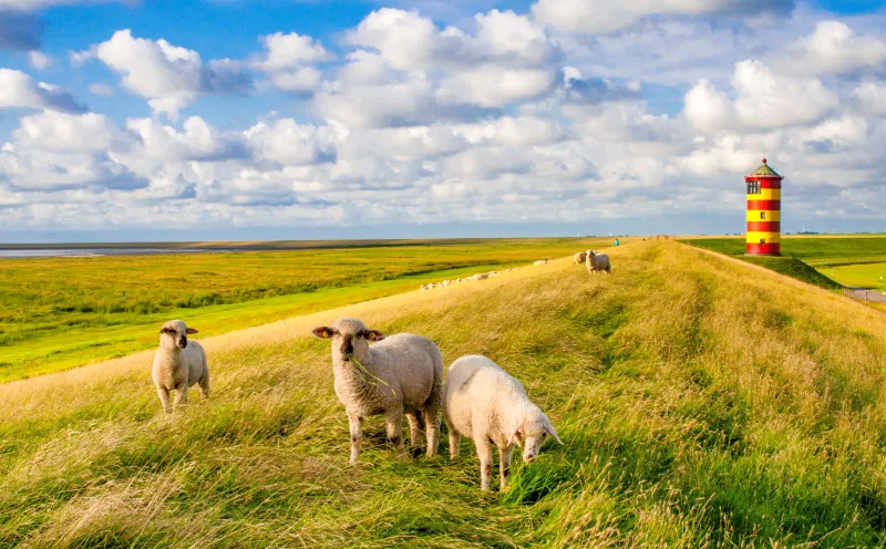 Sheep at the Pilsum lighthouse