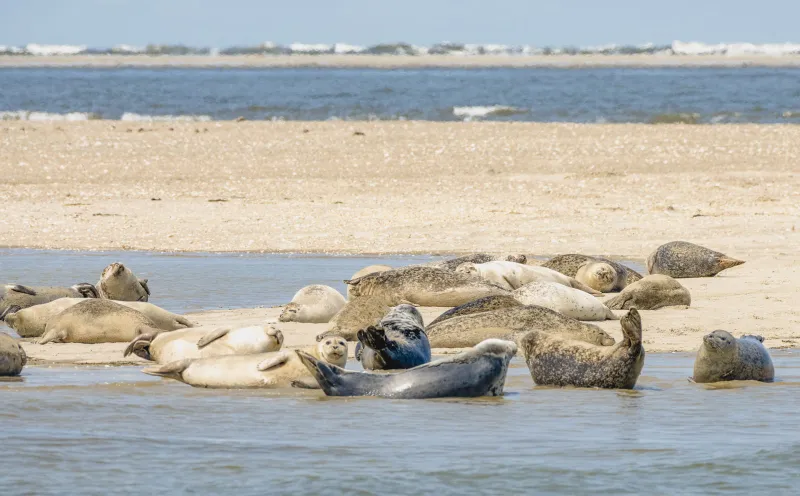 Seals