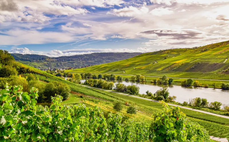 Vineyards along the way