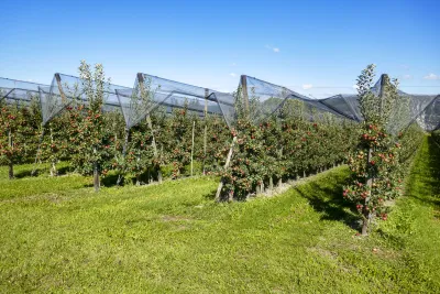 Lake Constance Apples