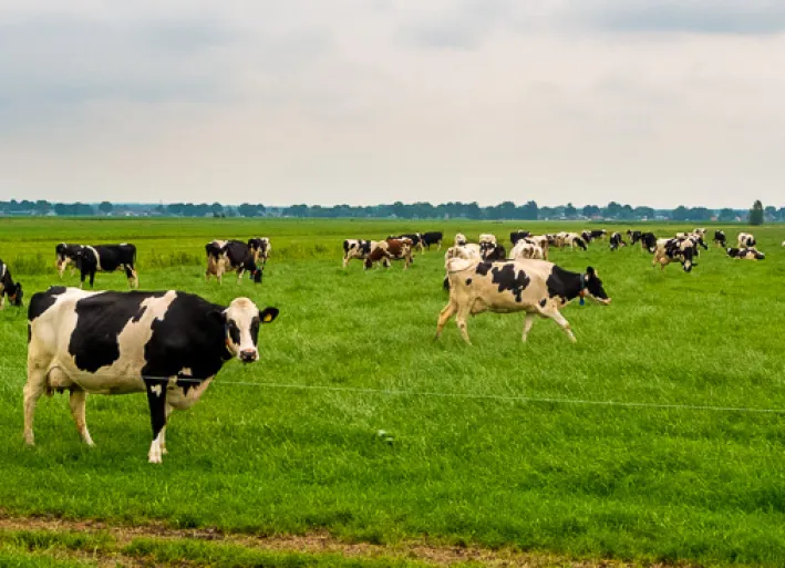 Cows in the meadow