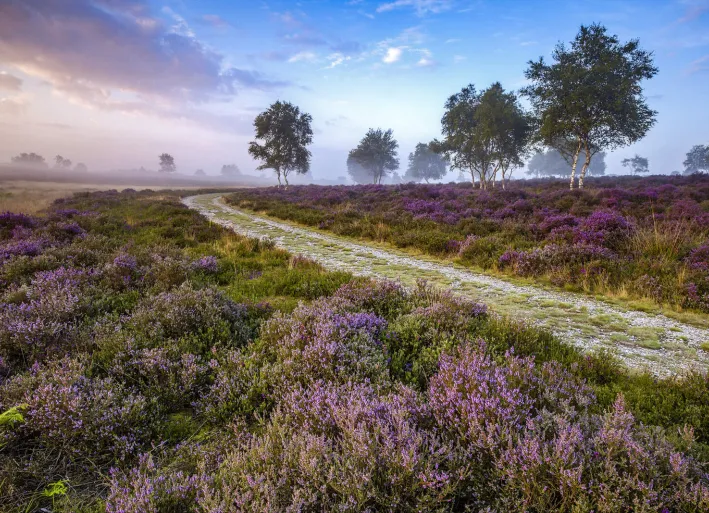 Dunwich Heath