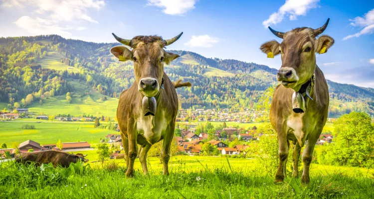 Cycling holidays in Lake Constance's hinterland