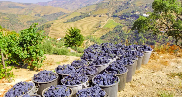 Douro-Tal